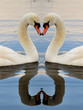 Swan Symmetry Portrait Swan Symmetry Portrait