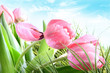 Close-up of Spring tulips Close-up of Spring tulips