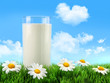Glass of milk in the grass with daisies Glass of milk in the grass with daisies