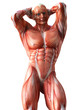 anatomy, muscles
