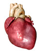 heart