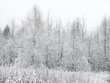 Snow. Branches of trees. Winter.