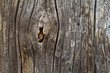 wood texture Astloch