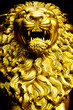 Impressive with gold lion on a black background Impressive with gold lion on a black background
