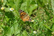 farfalla su fiore