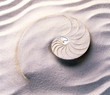 Mollusk Cross Section