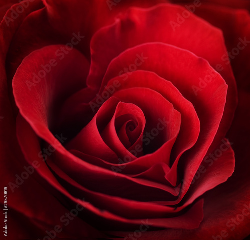 Photo: Red Rose Close-up. Selective focus Red Rose Close-up. Selective focus