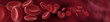 blood cells background banner blood cells background banner