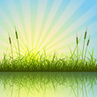 Grass and Reeds with Reflection in Water