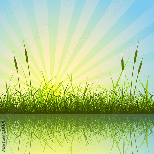 Vector: Grass and Reeds with Reflection in Water Grass and Reeds with Reflection in Water