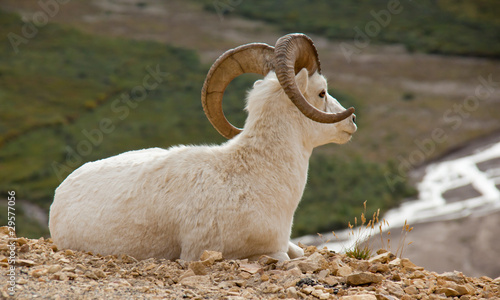 Photo: Bighorn Sheep Bighorn Sheep