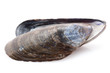 Miesmuschelschalen vor weissem Hintergrund