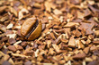 soluble coffee and coffee beans