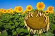 Old Sick Sunflower Old Sick Sunflower