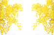 mimosa - festa della donna