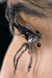 spider makeup
