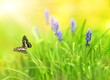 Beautiful blue flowers on a meadow (shallow DoF)