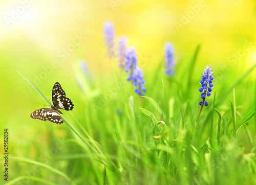 Foto: Beautiful blue flowers on a meadow (shallow DoF) Beautiful blue flowers on a meadow (shallow DoF)