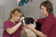 Foto: Tierarzt Tierarzt