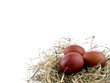 Easter eggs in nest on white