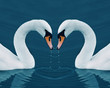 Two swans in the Calm Morning Lake - Valentine image with heart
