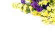 Statice flowers border  - Limonium Sinuatum