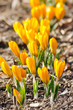rich spring flowers