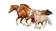 Image : Three horses gallop