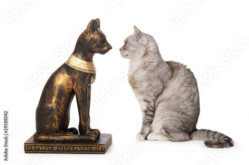 Photo: chat regardant une statue de chat égyptien chat regardant une statue de chat égyptien
