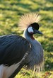 Crane