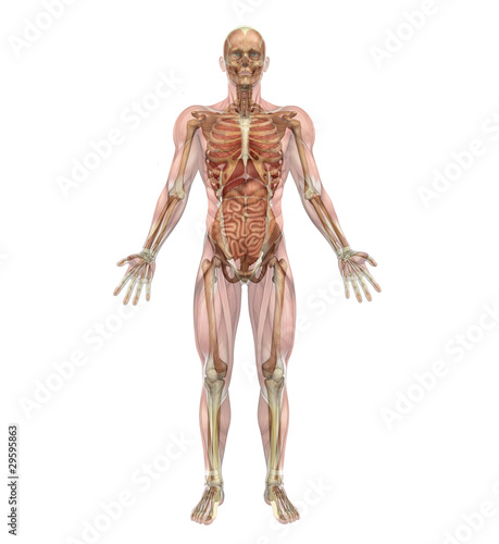 Male Skeleton and Internal Organs with Muscles - 3D render © AlienCat ...