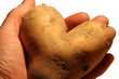 Foto: Kartoffel in der Hand Kartoffel in der Hand