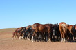 Horse herd grazing on the steppe red clay hills