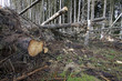 Teilweise aufgeräumter Windbruch in einem Nadelwald