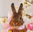 Osternhase