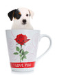 Tazza con cagnolino