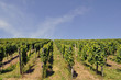 vignoble du brand vignoble du brand