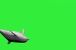 Dolphin porpoise isolated over a green screen Dolphin porpoise isolated over a green screen
