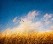 Foto: Textured Grass and Fog Textured Grass and Fog