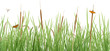 Meadow Scene on White Meadow Scene on White