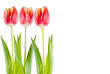 Tulips