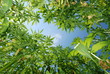 Industrial hemp Industrial hemp