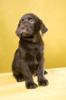Brown labrador puppy