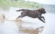 Brown labrador jumping in the water