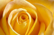 Photo: Yellow rose macro Yellow rose macro