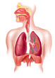 Human full respiratory system cross section
