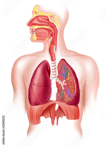 Ilustración: Human full respiratory system cross section Human full respiratory system cross section