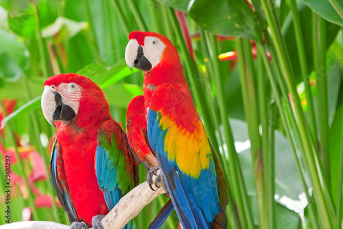 Photo: bright large tropical parrots sit on a branch bright large tropical parrots sit on a branch
