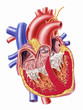 Human hearth cross section