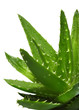 Photo en ligne au meilleur prix Aloe Vera with water drops